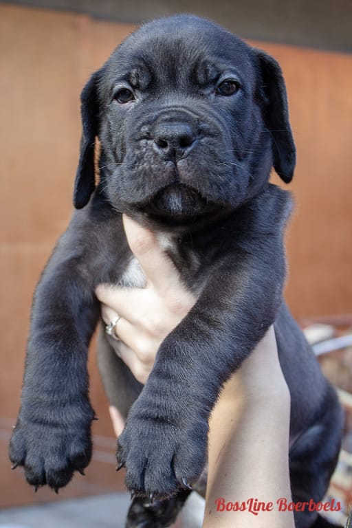 Boss-line-Boerboels