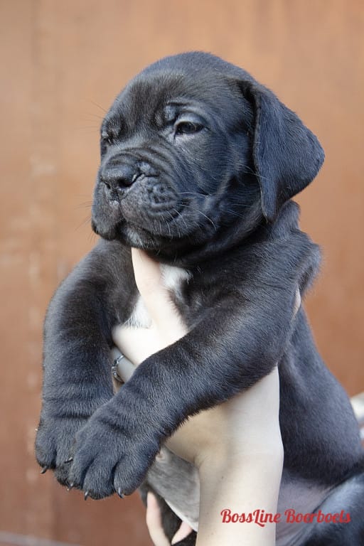Bossline-Boerboels